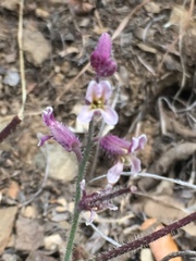 Streptanthus hispidus