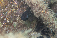 Vincentia novaehollandiae