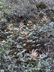 Sinopanax formosanus