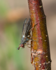 Gonatherus planiceps