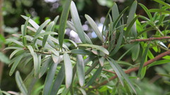 Podocarpus elongatus