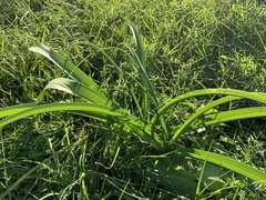 Crinum bulbispermum