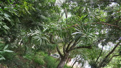 Podocarpus elongatus