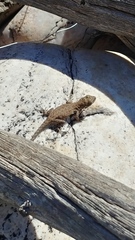 Urosaurus ornatus levis