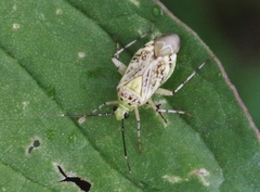 Taedia marmorata