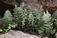 Myriopteris lindheimeri