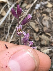 Streptanthus hispidus
