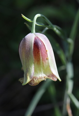 Fritillaria acmopetala