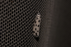 Ethmia sphaerosticha