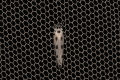 Ethmia sphaerosticha