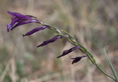 Gladiolus atroviolaceus