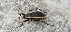 Iphita limbata