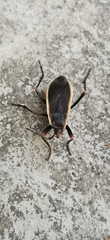 Iphita limbata
