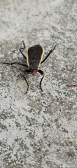 Iphita limbata
