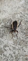 Iphita limbata