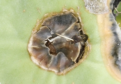 Phyllosticta concava