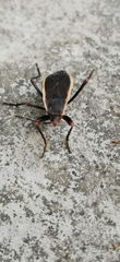 Iphita limbata