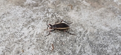 Iphita limbata
