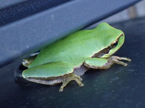 Iberian Tree Frog