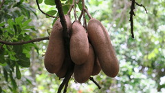 Kigelia africana africana
