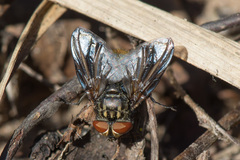 Phasia subcoleoptrata