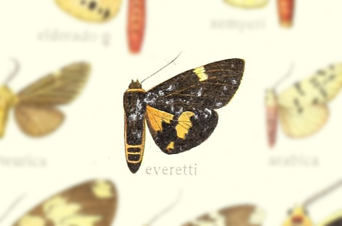 Satara everetti