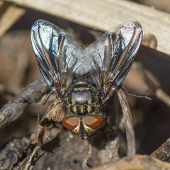Phasia subcoleoptrata