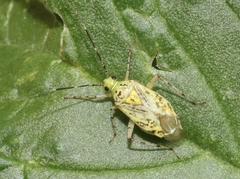 Taedia marmorata