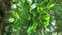 Kigelia africana africana