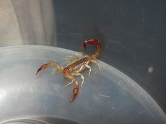 Vaejovis intermedius