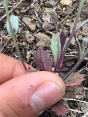 Streptanthus hispidus