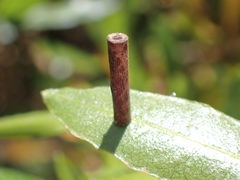 Hemibela