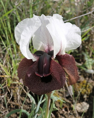 Iris iberica