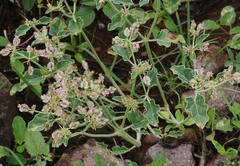 Acleisanthes