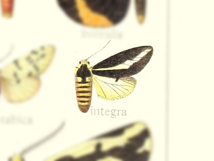 Nannoarctia integra