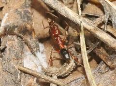 Odontomachus clarus