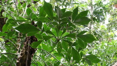 Cussonia paniculata