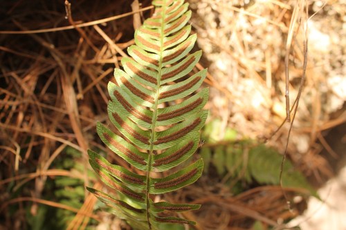 Hammock fern (Blechnum occidentale)