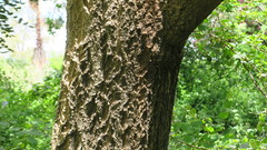 Cussonia paniculata