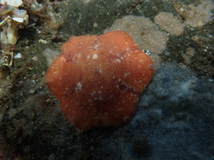 Meridiastra medius
