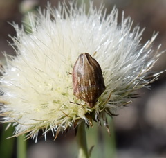 Odontotarsus
