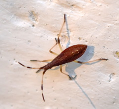 Dicranocephalus agilis