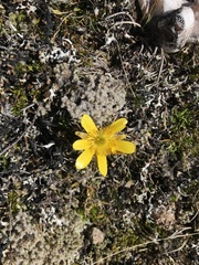Ranunculus gunnianus