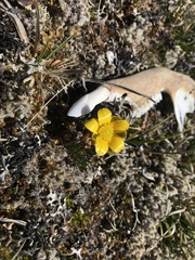 Ranunculus gunnianus