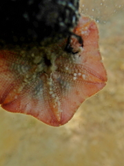 Meridiastra medius