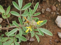 Dalea aurea