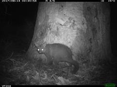 Trichosurus vulpecula hypoleucus