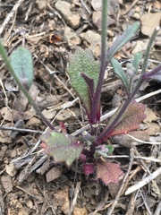 Streptanthus hispidus