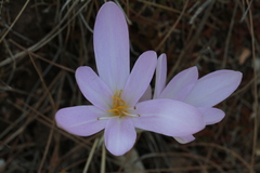 Colchicum balansae
