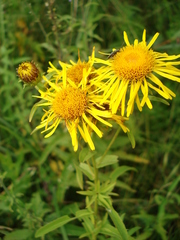 Pentanema salicinum